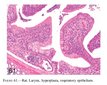 fig61.jpg
