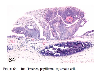 fig64.jpg
