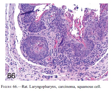 fig66.jpg