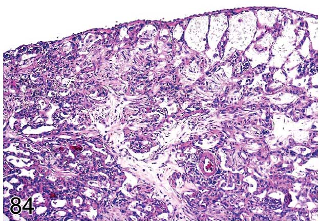 fig84.jpg