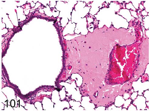 fig101.jpg