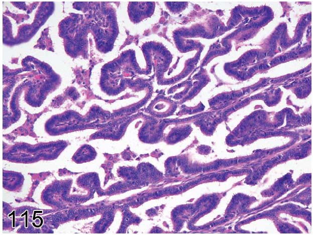 fig115.jpg