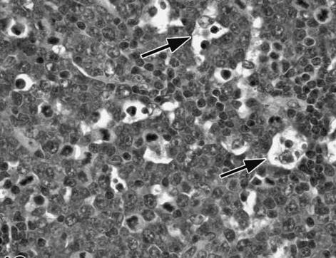 figure 12.bmp