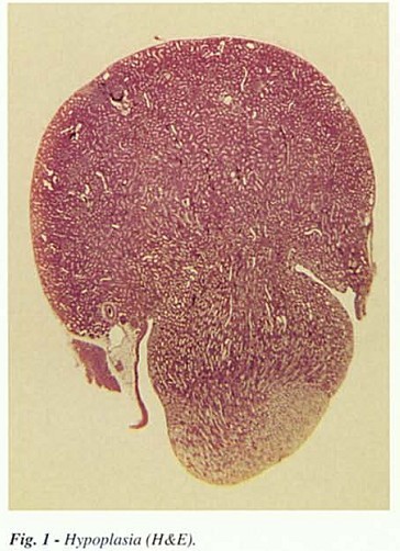 Fig1.jpg