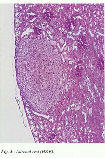 Fig3.jpg