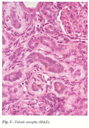 Fig5.jpg