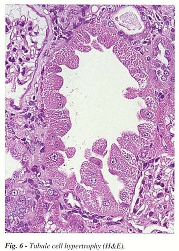 Fig6.jpg