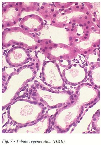 Fig7.jpg