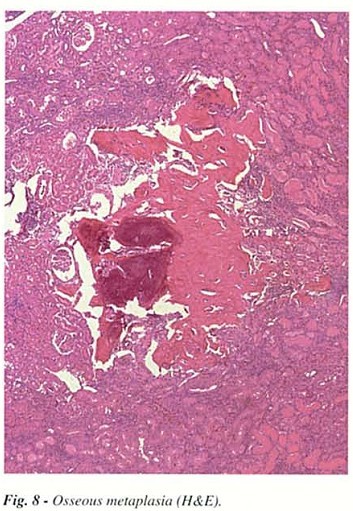 Fig8.jpg