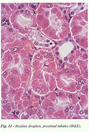 Fig11.jpg