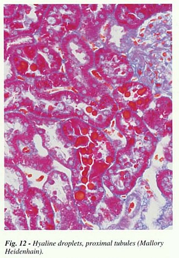Fig12.jpg