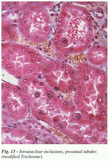 Fig13.jpg
