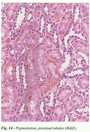 Fig14.jpg