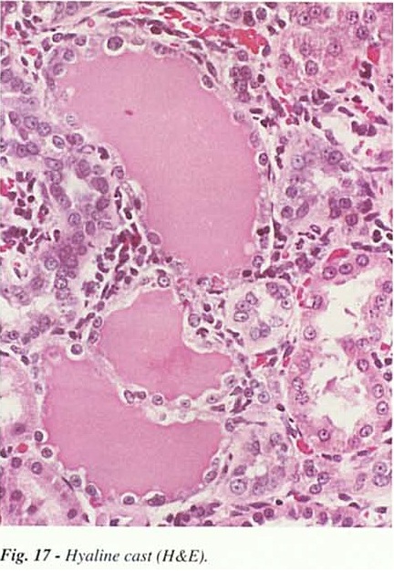 fig17.jpg