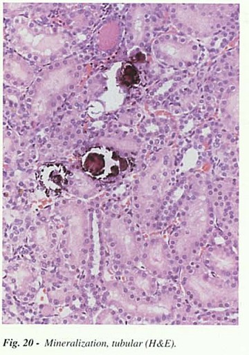 Fig20.jpg