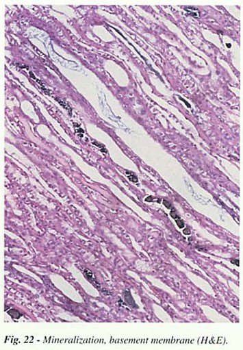 Fig22.jpg