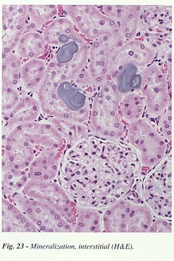 Fig23.jpg