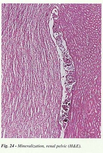 Fig24.jpg