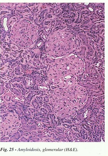 Fig25.jpg