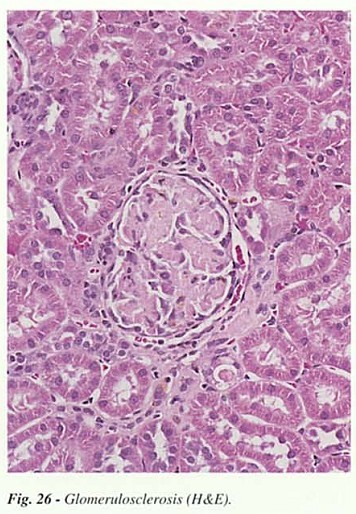 Fig26.jpg