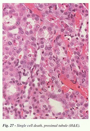 Fig27.jpg