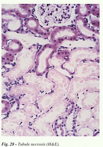 Fig28.jpg
