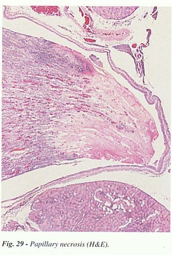 Fig29.jpg