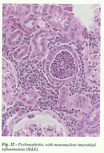 Fig32.jpg
