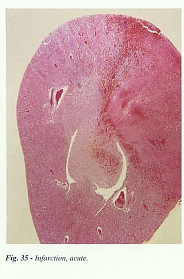 Fig35.jpg