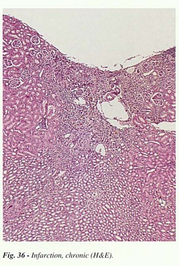 Fig36.jpg