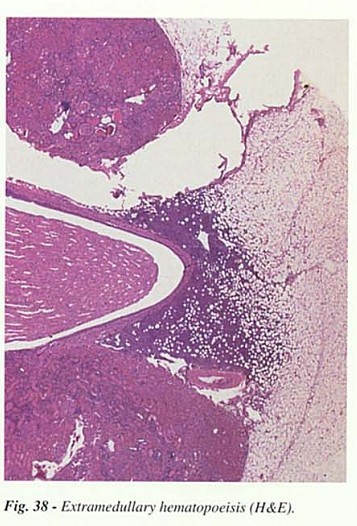 Fig38.jpg