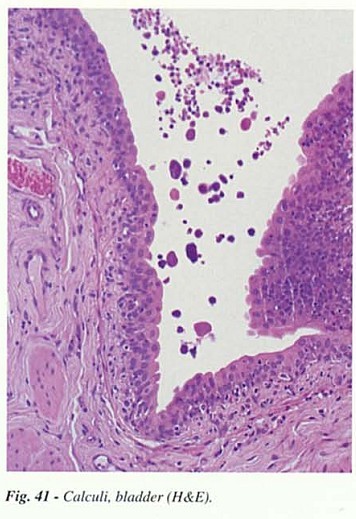 Fig41.jpg