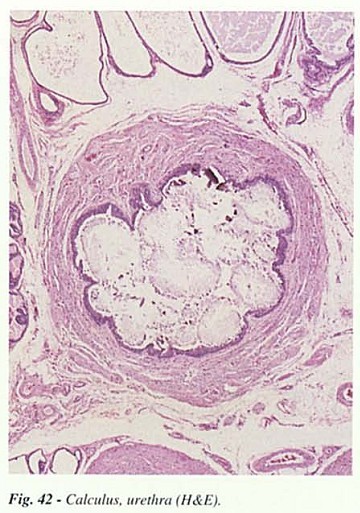 Fig42.jpg
