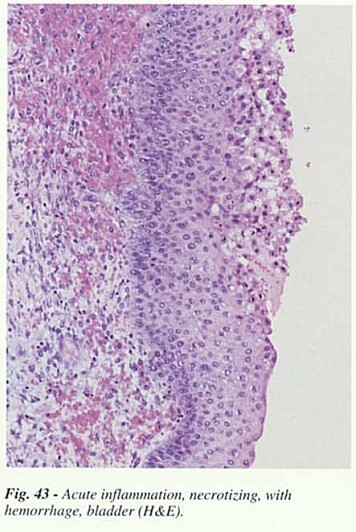 Fig43.jpg