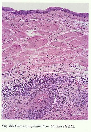 Fig44.jpg