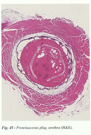 Fig45.jpg