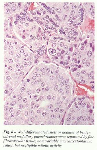 figap6.JPG
