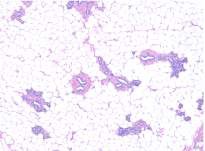 fig2.jpg