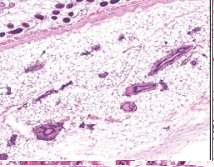 fig14.jpg