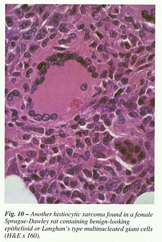 Fig10.jpg