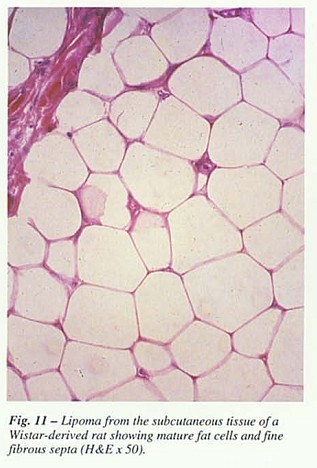 Fig11.jpg