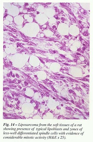 Fig14.jpg
