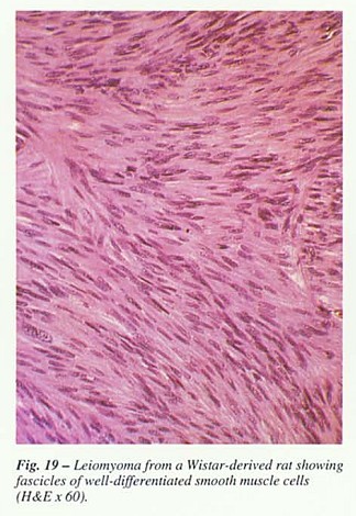 Fig19.jpg