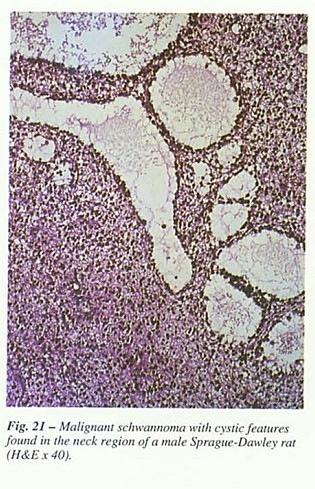 Fig21.jpg