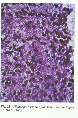 Fig22.jpg
