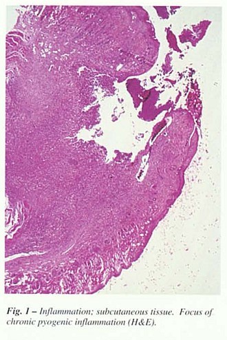 Fig31.jpg