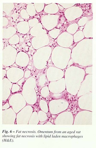 Fig36.jpg