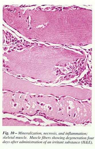 Fig40.jpg