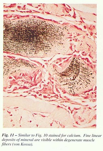 Fig41.jpg