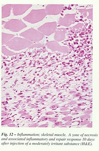 Fig42.jpg